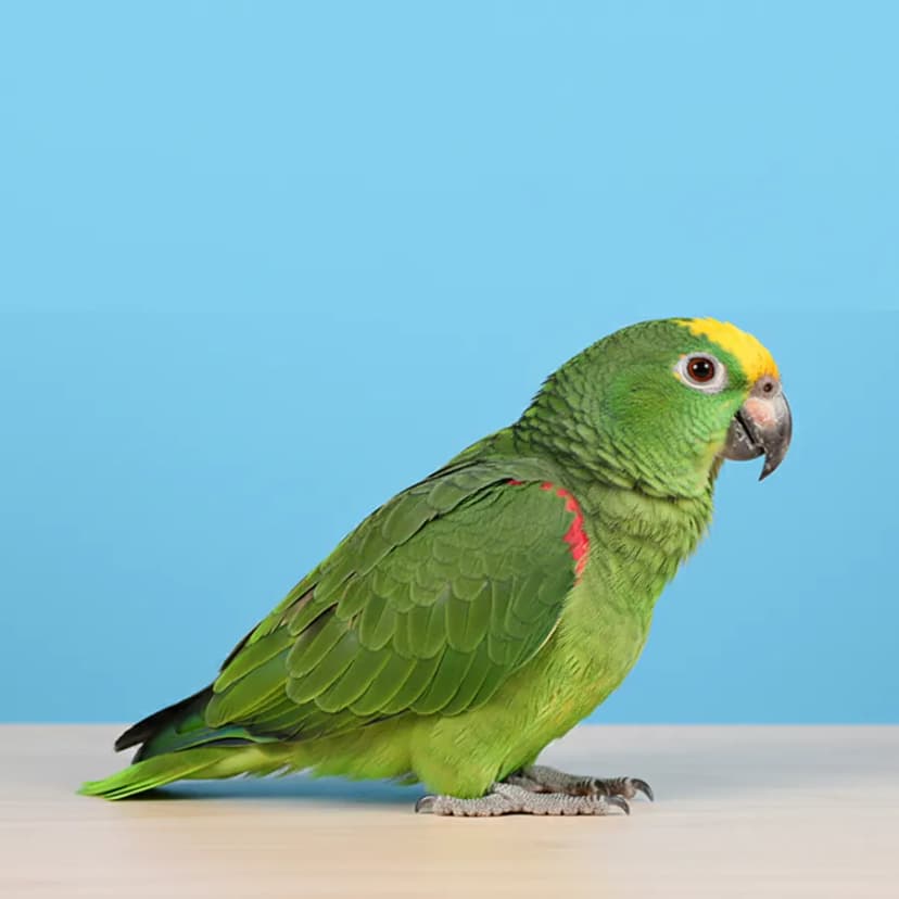 Amazon Parrot