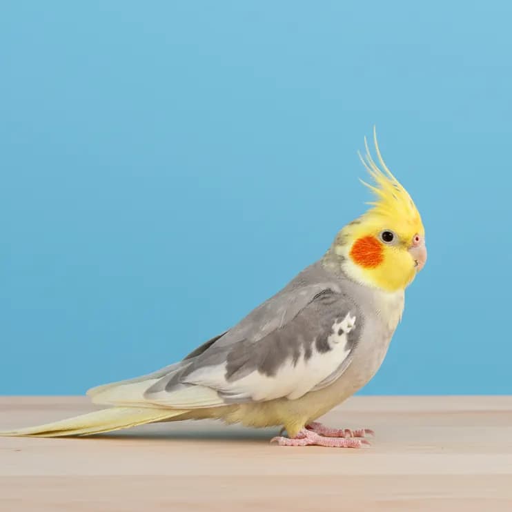 Dominant Yellow Cheek Cockatiel for sale in Dubai – Dubai Birds