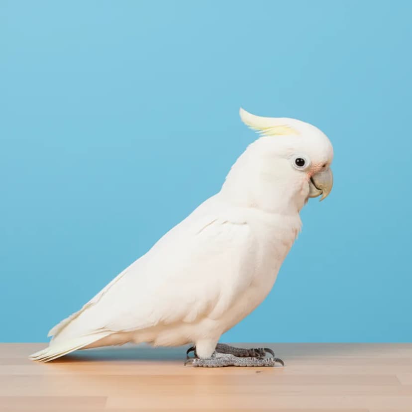 Goffin's Cockatoo for sale in Dubai – Dubai Birds