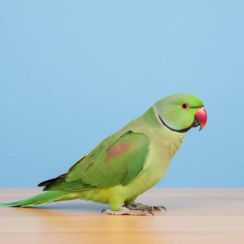 Green Ring Neck Parrot for sale in Dubai – Dubai Birds