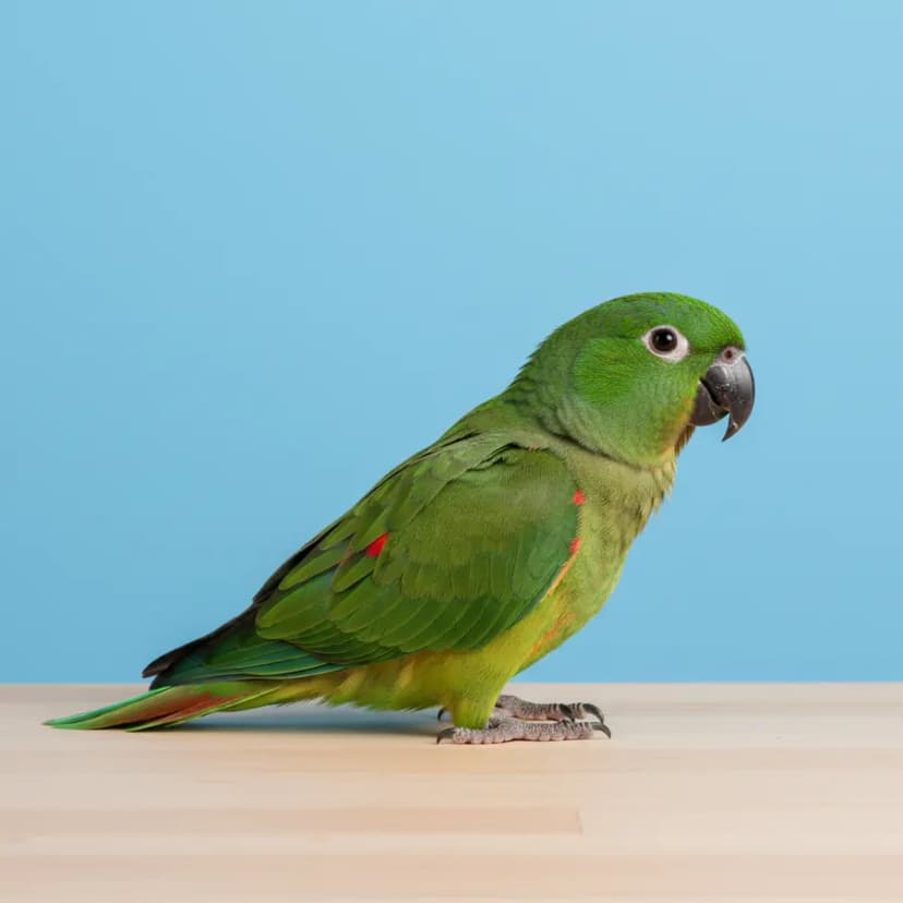 Hahns Macaw for sale in Dubai – Dubai Birds