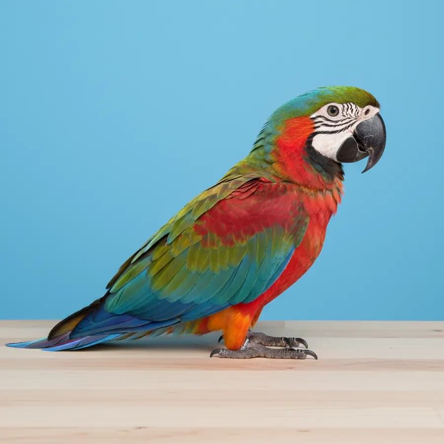Harlequin Macaw for sale in Dubai – Buy from Dubai Birds