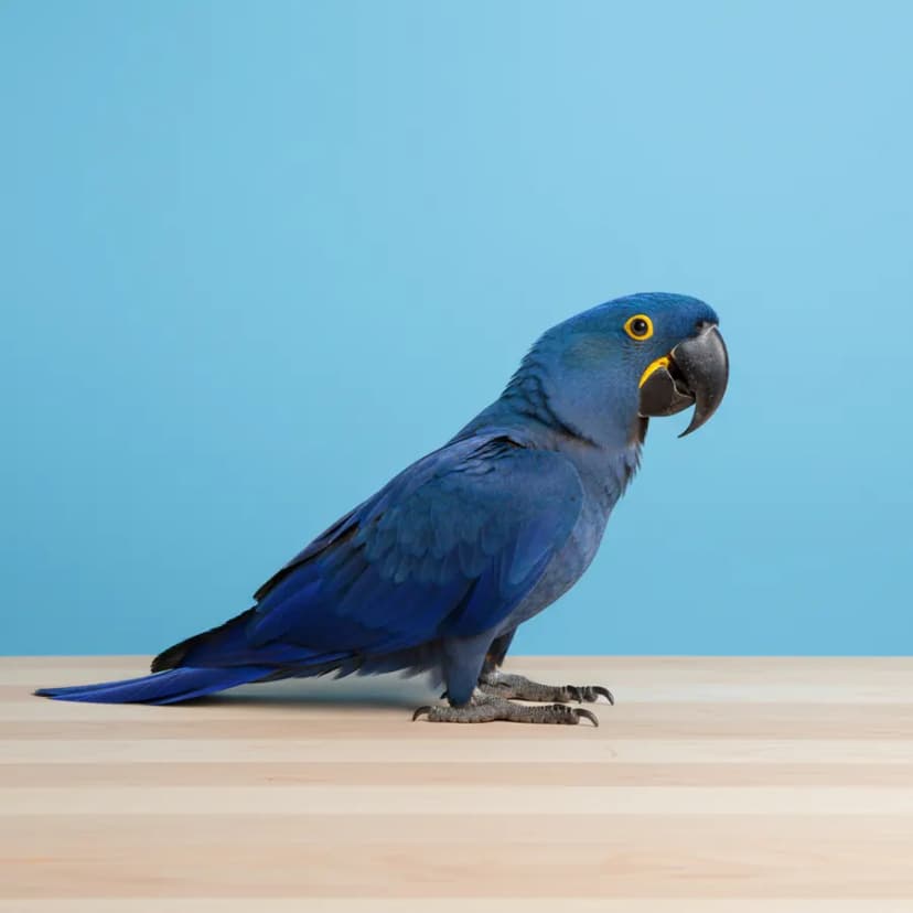 Hyacinth Macaw for sale in Dubai – Dubai Birds