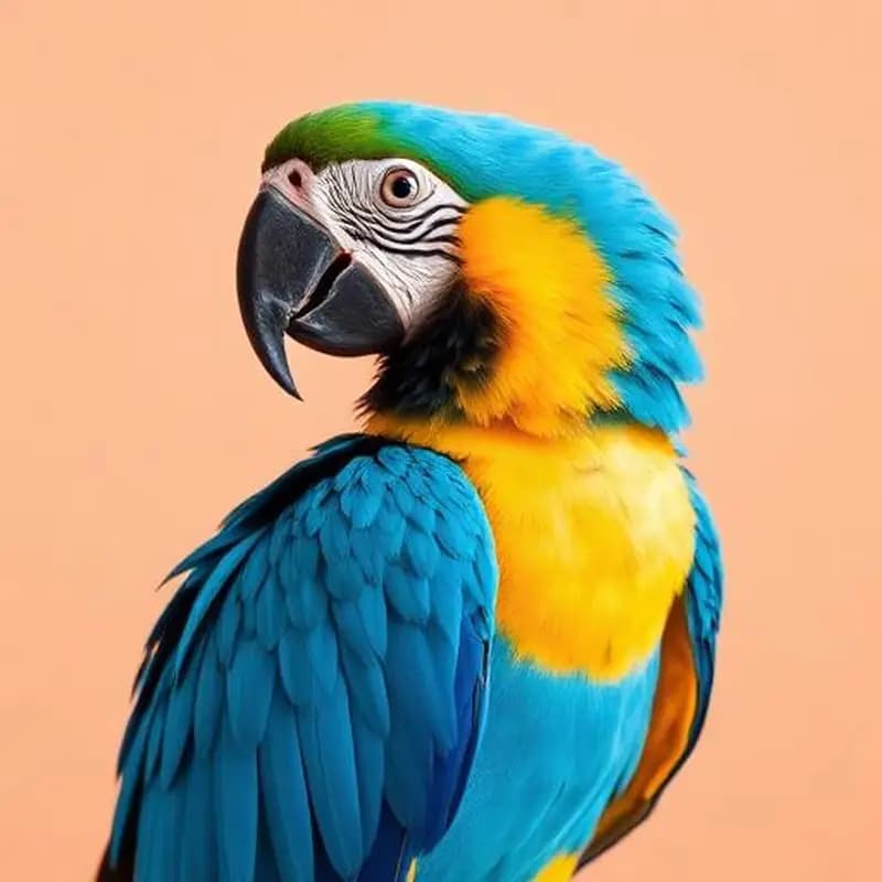 Vibrant macaw — complete care guide