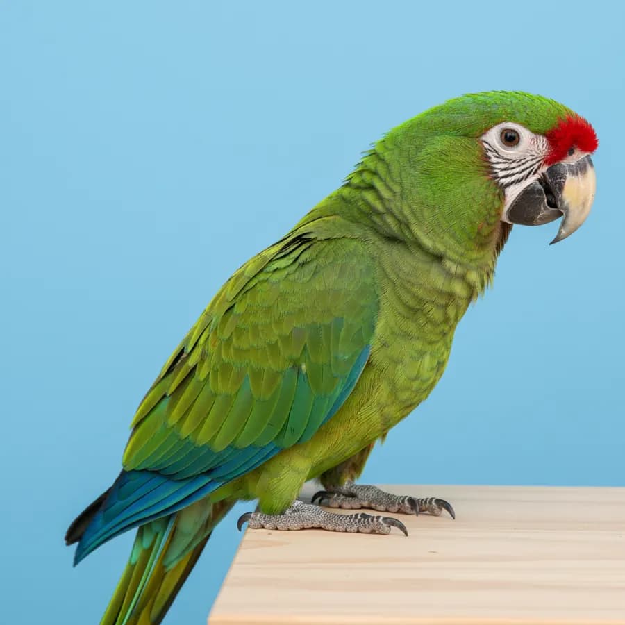 Military Macaw for sale in Dubai – hand-raised by Dubai Birds