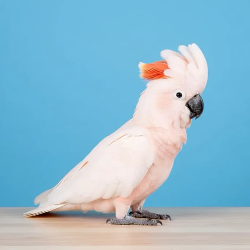 Moluccan Cockatoo for sale in Dubai – Dubai Birds