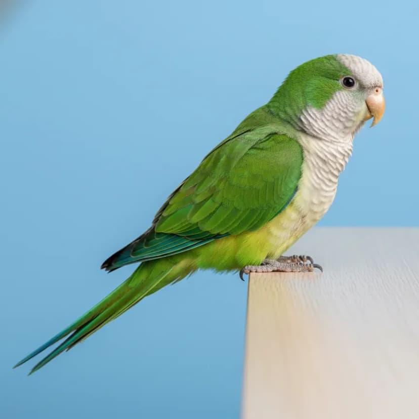 Monk Parakeet for sale in Dubai – Dubai Birds