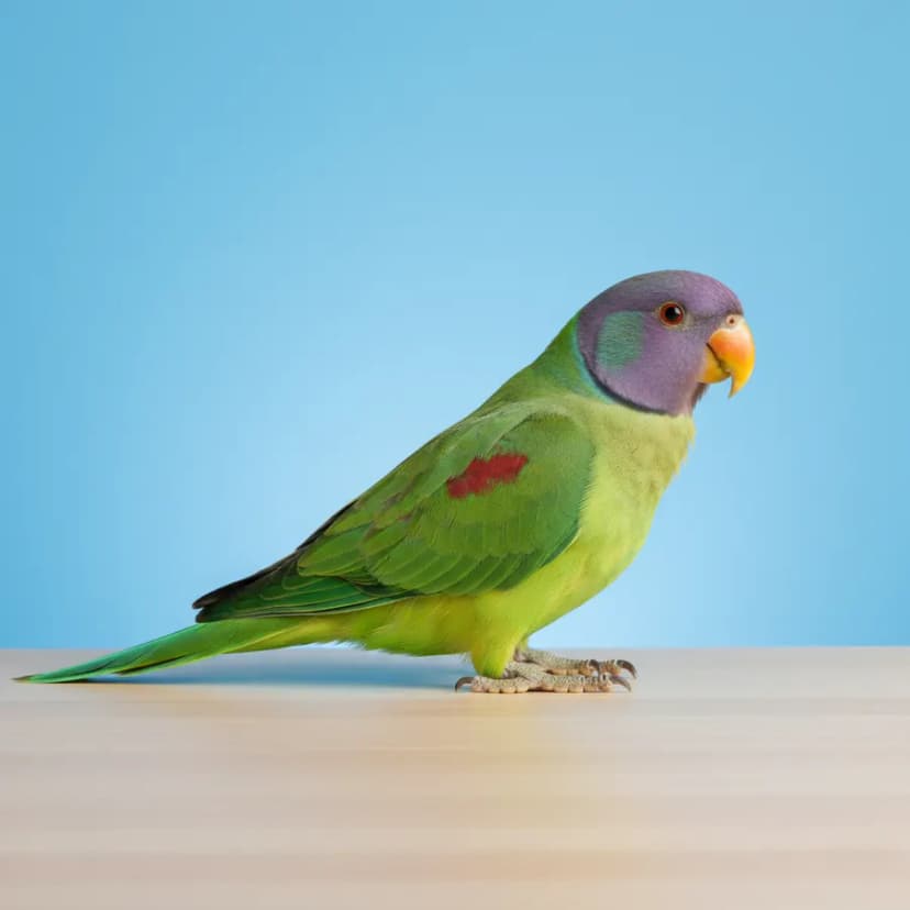 Plum Headed Parakeet for sale in Dubai – Dubai Birds