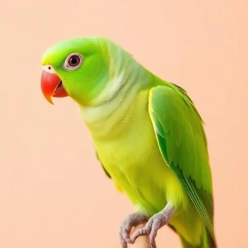 Ring Neck parakeet during training
