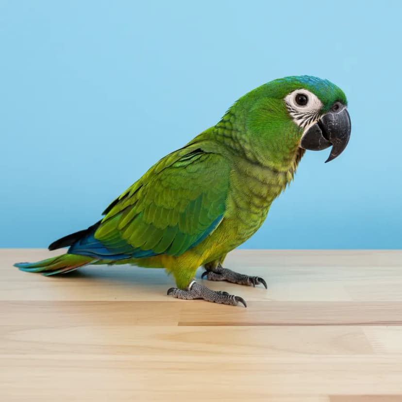 Severe Macaw for sale in Dubai – Dubai Birds