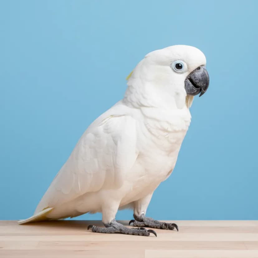 Triton Cockatoo for sale in Dubai – Dubai Birds
