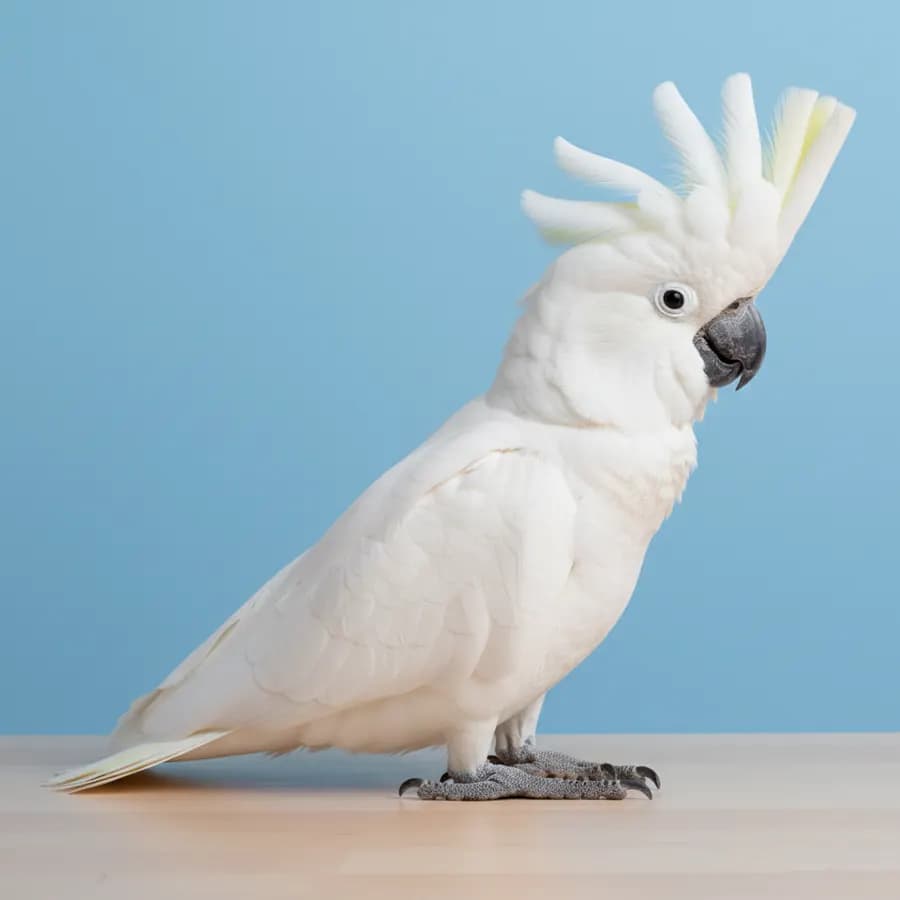Umbrella Cockatoo