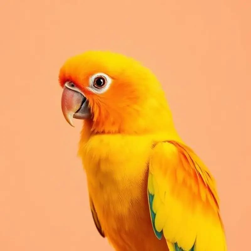 Conure enjoying a perch